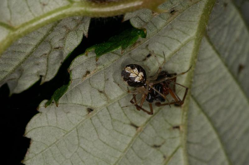 Theridion_varians_D5200_Z_90_Les Gris_Frankrijk.jpg